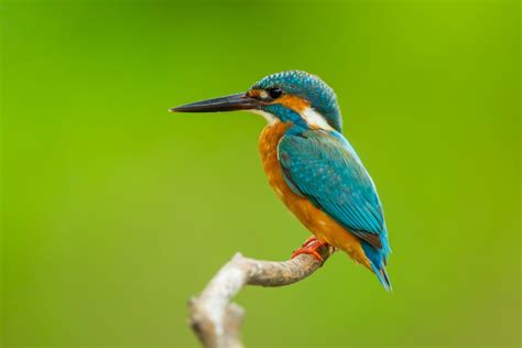 Common Kingfisher Perched On A Branch Happy Beaks Blog