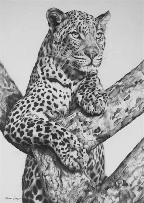 Leopard Print Drawing - Drawing.rjuuc.edu.np