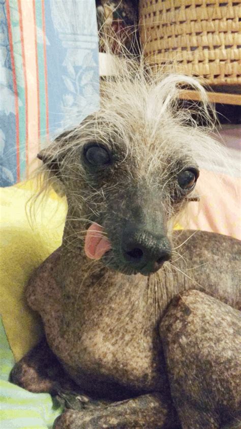 Meet The Worlds Ugliest Pets Complete With Pics