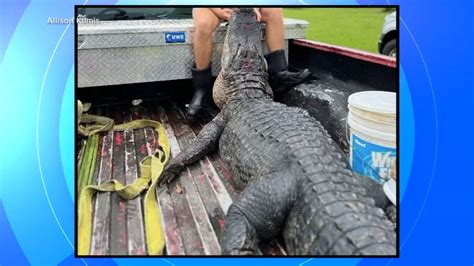 Winter Springs Fl Alligator Attack Gabriel Klimis Speaks Out After 13