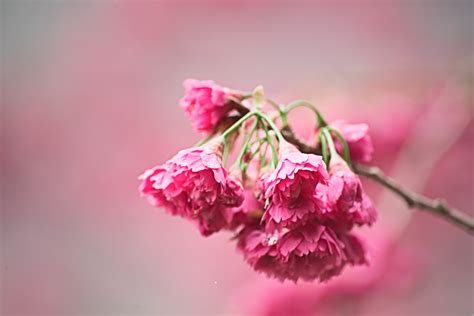 Selective Focus Photography Of Pink Petaled Flowers Hd Wallpaper