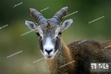 Mouflon Ovis Musimon In The Sierra Mariola Alicante Stock Photo