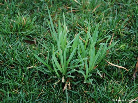 Purdue Turf Tips Weed Of The Month For May 2015 Is Orchardgrass