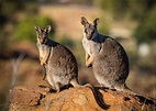 Where To See Wallabies in Australia