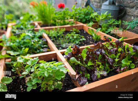 Square Foot Gardening By Planting Flowers Herbs And Vegetables In