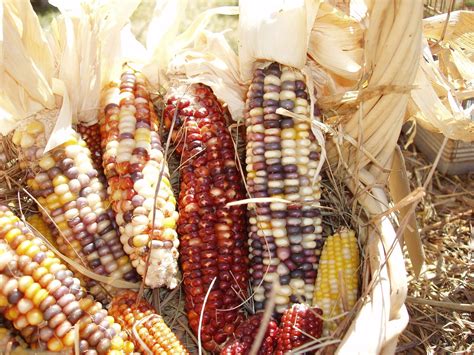 Colored Corn Free Photo Download Freeimages