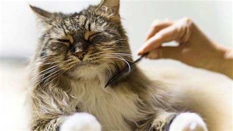 Top 5 Hypoallergenic Cat Breeds Purina