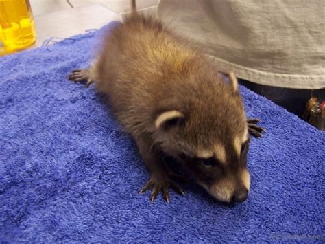 Raccoon Puppy Available Exotic Animals For Sale Price