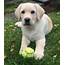 Labrador Puppies For Adoption  Flake Ads Free United Kingdom