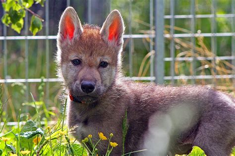 What Wolf Pups That Play Fetch Reveal About Your Dog The New York Times