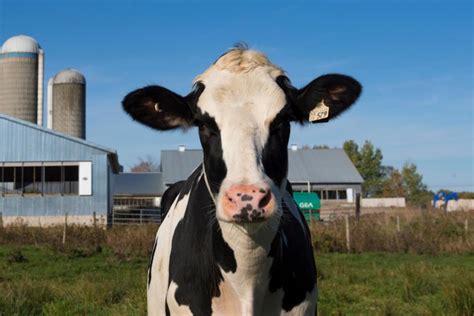 Happy Cows Make Happy Farmers Dairy Farmers Of Canada