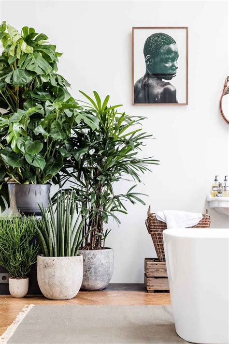 Indoor Plant Styling Tips To Create Your Own Green Corner Page 3 Of 3