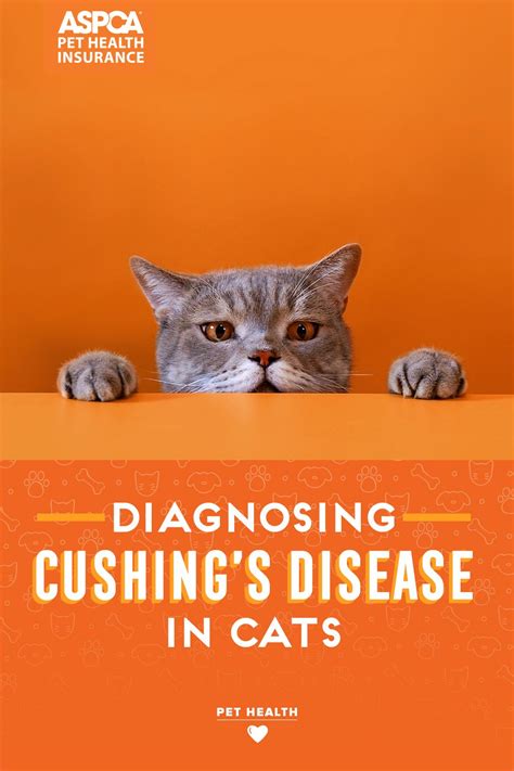 Diagnosing Cushings Disease In Cats Aspca Pet Health Insurance Cat