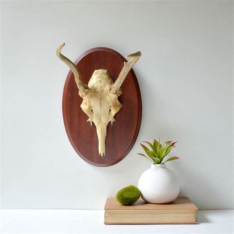 Reserved For Suzanne Mounted Deer Antlers With Skull Real Etsy Deer