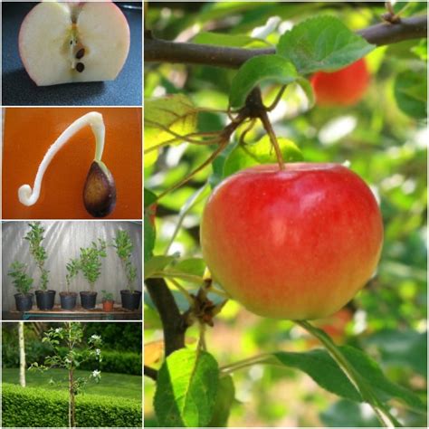 How To Grow Apple Trees From Seed