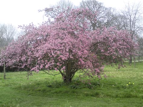 Tree growth is variable, okame flowering cherry prunus campanulata x prunus incisa 9. Prunus (Flowering Cherry)