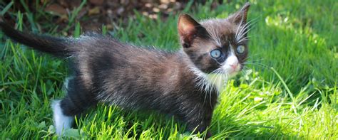 „schwarze baby katze in katzen & katzenbabys. Griesbachhof Schwarzwald - Urlaub auf dem traditionellen ...