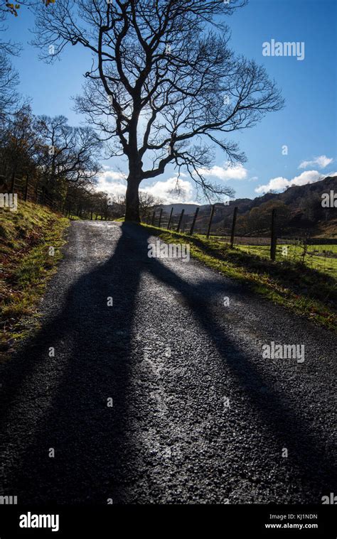 Tree Casting Shadows Hi Res Stock Photography And Images Alamy