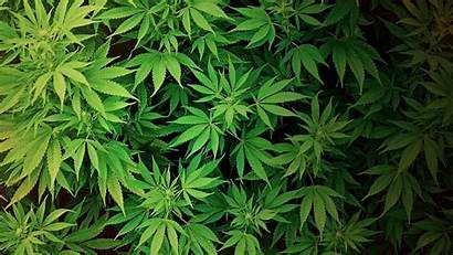 Weed Supreme Marijuana Wallpapers Backgrounds Wallpaperaccess
