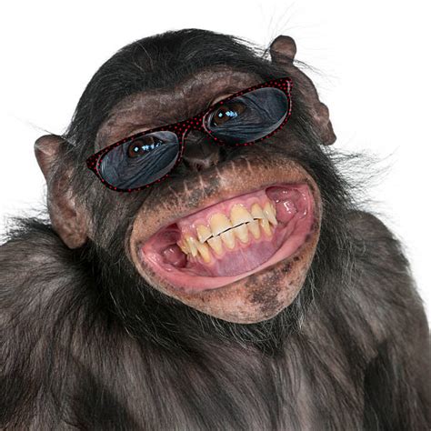 Royalty Free Monkey Wearing Glasses Pictures Images And Stock Photos