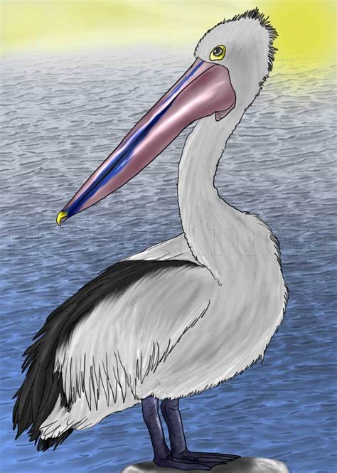 How To Draw A Pelican Step By Step Drawing Guide By