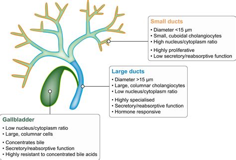 Biliary (adj.) pertaining to bile, 1731, from french biliaire, from bile bile; Tissue engineering of the biliary tract and modelling of ...