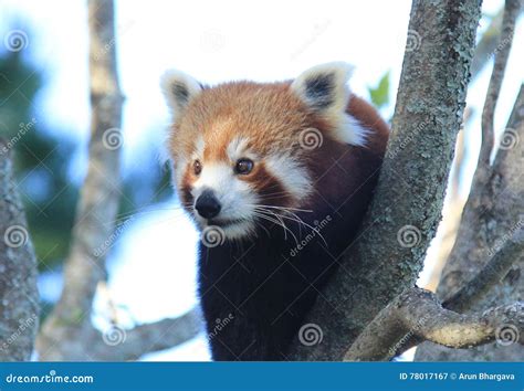 Alert Red Panda Stock Image Image Of Ailurus Happy 78017167