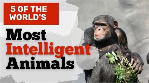 5 Most Intelligent Animals On Earth What Makes Them Unique Youtube