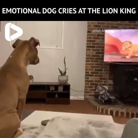 Emotional Dog Cries At Lion King This Is Heartbreaking😢 By Its