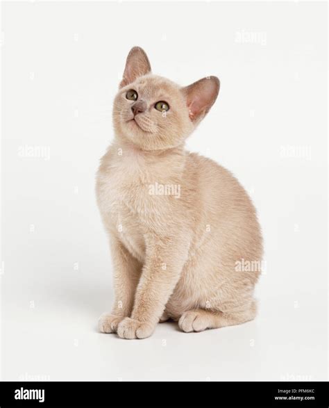 16 Cream Colored Cats Rangividath