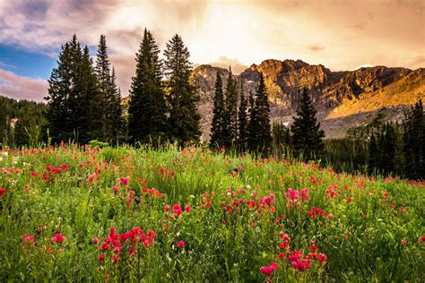 Hd Wallpaper Utah Usa Albion Basin Rock Sunrise Field Flower Tree Landscape