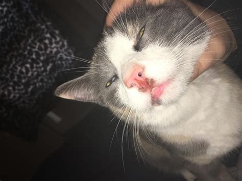 Check spelling or type a new query. My cats nose is raw underneath her nostrils is red I ...