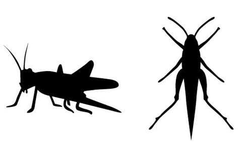 Grasshopper Silhouette Vector Silhouette Vector Silhouette Insects