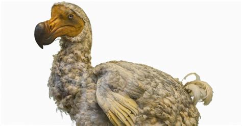 Feline panleukopenia virus (fplv) is a species of parvovirus that can infect all wild and domestic members of the felid (cat) family worldwide. Dodo | Incredible Facts, Pictures | A-Z Animals