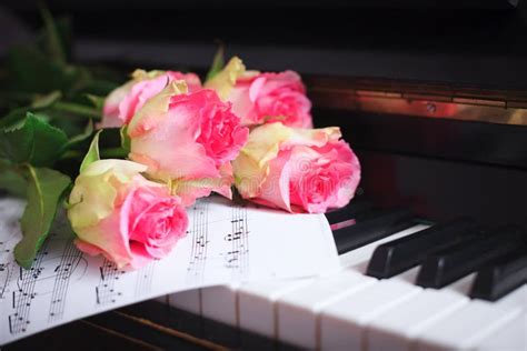 A Bouquet Of Pink Roses And Notes On The Piano Keyboard Stock Photo