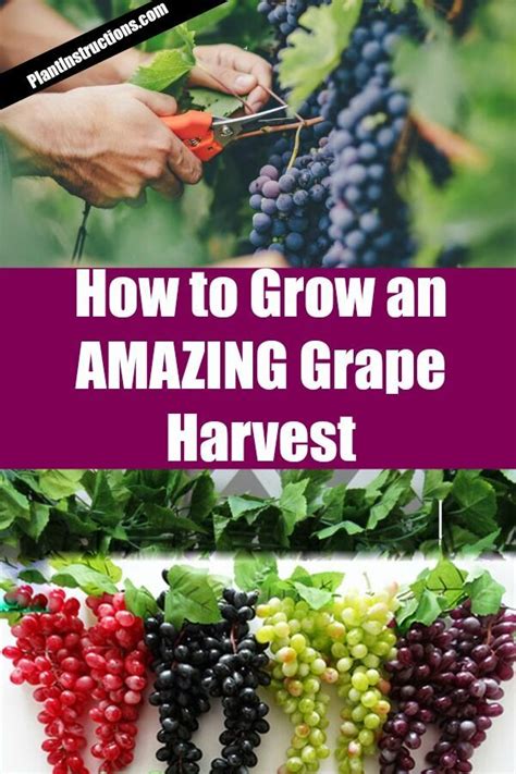 How To Grow Grapes In Your Garden Grape Plant Growing Vegetables