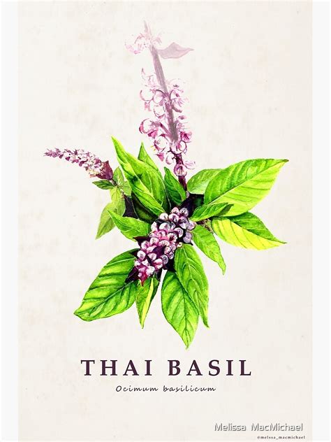 Thai Basil Illustration Hand Painted Watercolor By Melissa Macmichael