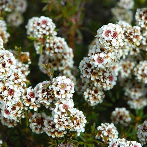 Fragonia Materia Aromatica