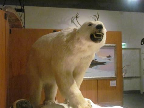 Polar Bear Exhibit Picture Of University Of Alaska Museum Of The