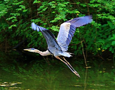 Blue Heron In Flight Photograph By Mary Walchuck Pixels