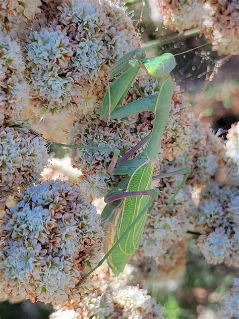 The Praying Mantis An Alien In The Garden The Real Dirt Blog Anr Blogs