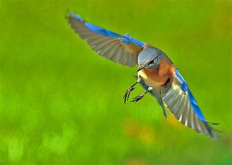 Bluebird In Flight Pentax User Photo Gallery