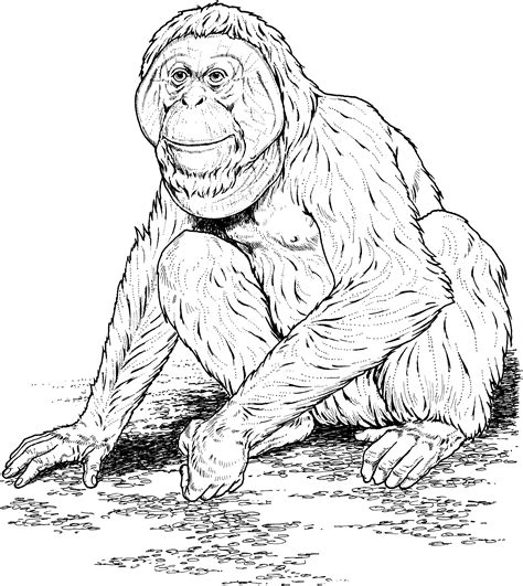 Once each image is completed you will have a highly artistic and. Primate Coloring Pages