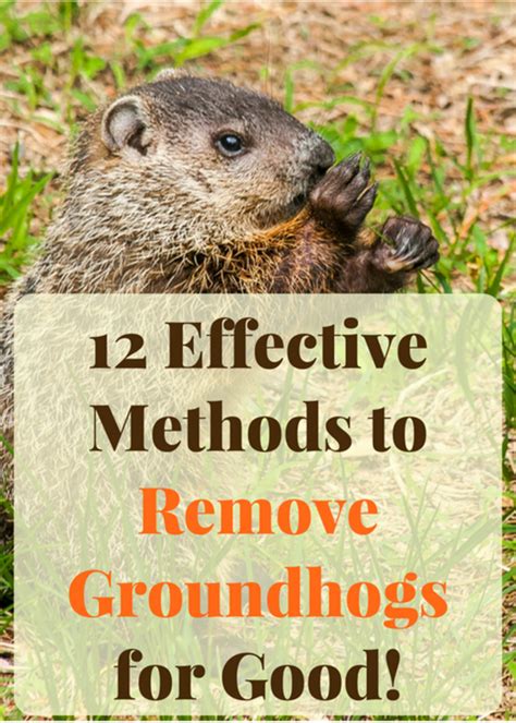 How to trap a groundhog humanely. 12 Effective Ways to Get Rid of Groundhogs for Good ...