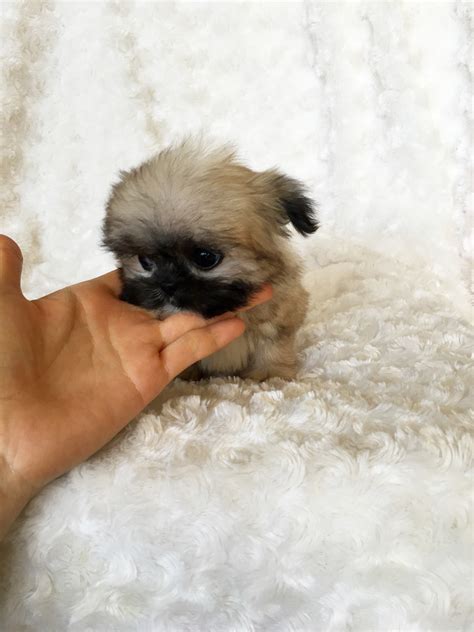 Tiny Teddy Bear Puppies For Sale