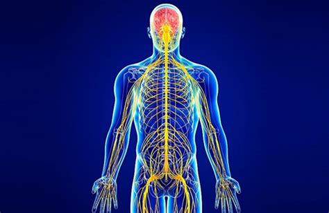 Cinco Enfermedades Del Sistema Nervioso