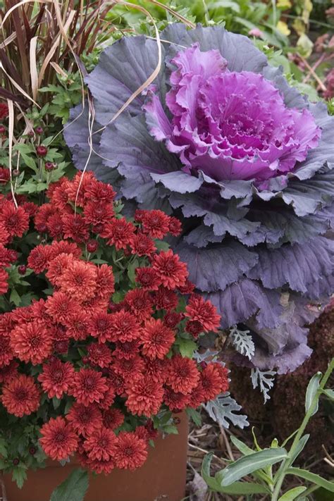 Growing Ornamental Cabbage And Kale Colorful And Brilliant Fall Displays