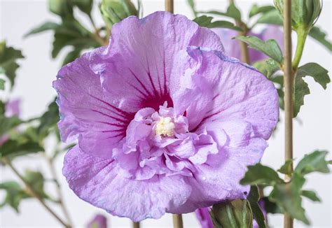 Garteneibisch Lavender Chiffon® Hibiscus Syriacus Lavender Chiffon