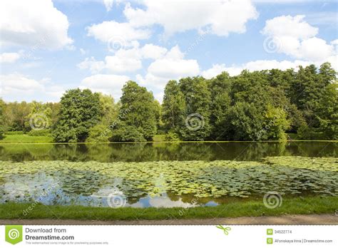 Forest And Lake With Water Lilies Stock Photo Image Of Landscape