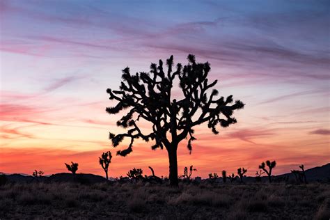 Joshua Tree National Park — The Greatest American Road Trip